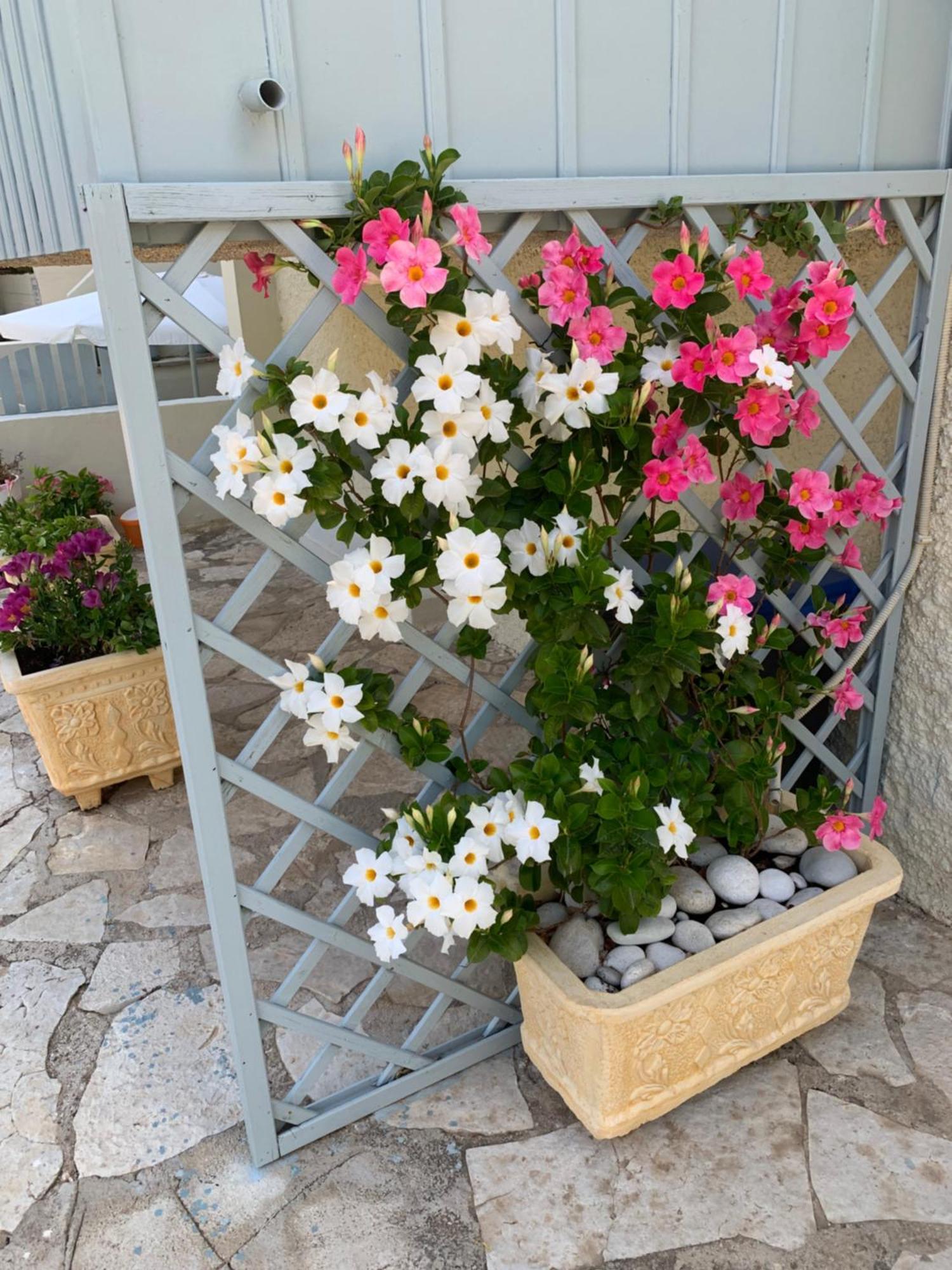 דירה Pansion Margarita Áyios Nikítas